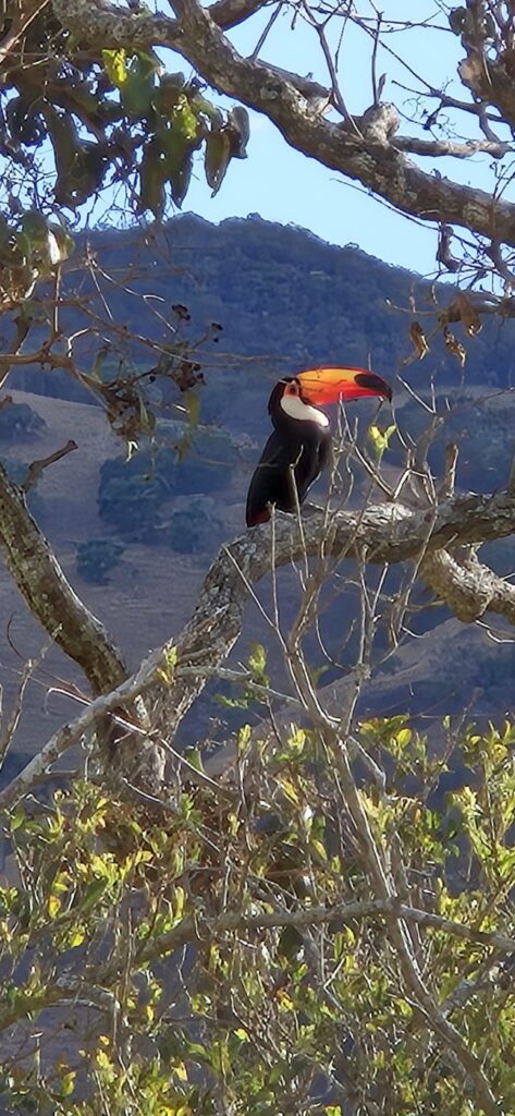 Toucan in mountain landscape near off-grid cabin location