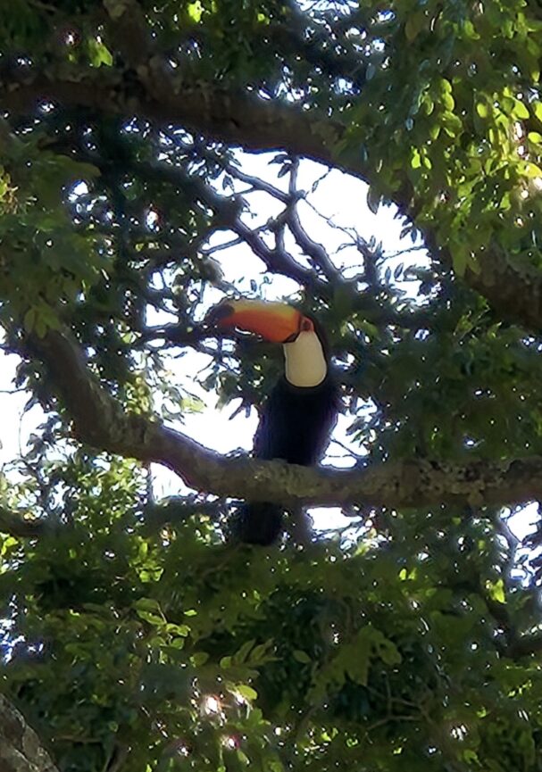 Toucan perched near off-grid tiny cabin in natural environment
